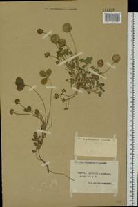 Trifolium fragiferum L., Eastern Europe, South Ukrainian region (E12) (Ukraine)