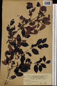 Lonicera ruprechtiana Regel, Siberia, Russian Far East (S6) (Russia)