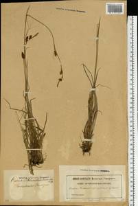 Carex hostiana DC., Eastern Europe, Latvia (E2b) (Latvia)