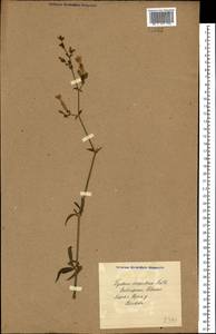 Silene latifolia subsp. alba (Mill.) Greuter & Burdet, Eastern Europe, North Ukrainian region (E11) (Ukraine)