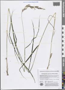 Calamagrostis canescens (Weber) Roth, Eastern Europe, Northern region (E1) (Russia)