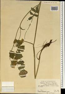 Semenovia dasycarpa (Regel & Schmalh.) Korovin ex Pimenov & V. N. Tikhom., South Asia, South Asia (Asia outside ex-Soviet states and Mongolia) (ASIA) (Afghanistan)