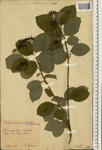 Cornus sanguinea subsp. australis (C.A.Mey.) Jáv., Eastern Europe, Moldova (E13a) (Moldova)