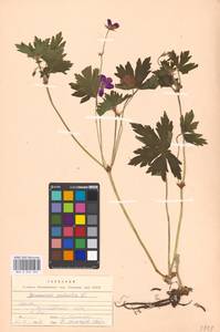 Geranium palustre L., Eastern Europe, Moscow region (E4a) (Russia)