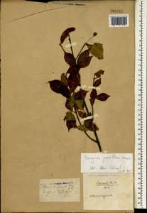 Euonymus verrucosus Scop., South Asia, South Asia (Asia outside ex-Soviet states and Mongolia) (ASIA) (China)