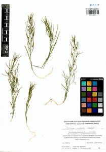 Thesium repens Ledeb., Siberia, Baikal & Transbaikal region (S4) (Russia)