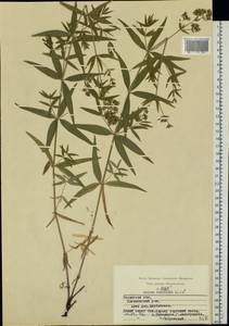 Galium rubioides L., Eastern Europe, Central region (E4) (Russia)