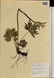 Ranunculus grandifolius C. A. Mey., Siberia, Altai & Sayany Mountains (S2) (Russia)