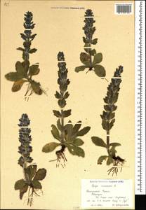 Ajuga orientalis L., Crimea (KRYM) (Russia)