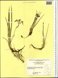 Iris uniflora Pall. ex Link, Siberia, Russian Far East (S6) (Russia)