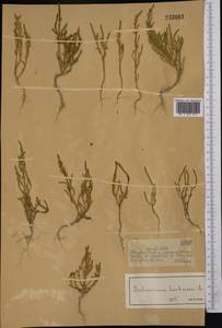 Salicornia europaea (Moss) Lambinon & Vanderp., Middle Asia, Muyunkumy, Balkhash & Betpak-Dala (M9) (Kazakhstan)