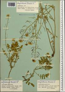 Sisymbrium loeselii L., Caucasus, Stavropol Krai, Karachay-Cherkessia & Kabardino-Balkaria (K1b) (Russia)