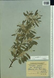 Elaeagnus angustifolia L., Eastern Europe, North Ukrainian region (E11) (Ukraine)