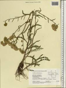 Achillea millefolium L., Eastern Europe, Central region (E4) (Russia)