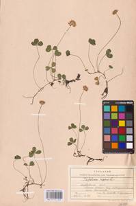 Trifolium repens L., Eastern Europe, Middle Volga region (E8) (Russia)