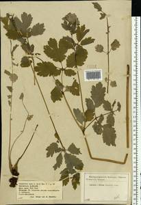 Chelidonium majus L., Eastern Europe, Central forest-and-steppe region (E6) (Russia)