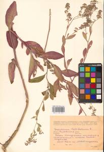 Lepidium latifolium L., Eastern Europe, Rostov Oblast (E12a) (Russia)