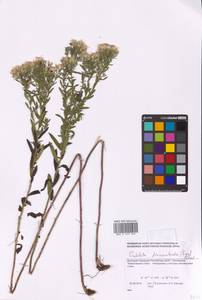 Galatella sedifolia subsp. dracunculoides (Lam.) Greuter, Eastern Europe, South Ukrainian region (E12) (Ukraine)