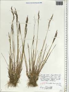 Puccinellia tenuissima (Litv. ex V.I.Krecz.) Pavlov, Eastern Europe, Lower Volga region (E9) (Russia)