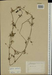Galium spurium L., Eastern Europe, Central forest-and-steppe region (E6) (Russia)