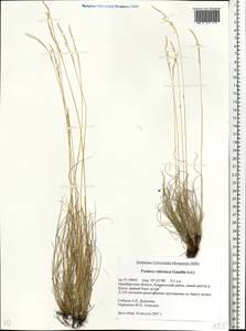 Festuca valesiaca Schleich. ex Gaudin, Eastern Europe, Eastern region (E10) (Russia)