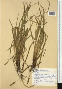 Carex hostiana DC., Western Europe (EUR) (Germany)