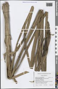 Typha latifolia L., Siberia, Russian Far East (S6) (Russia)