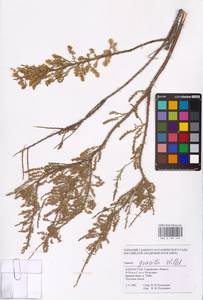 Tamarix gracilis Willd., Middle Asia, Caspian Ustyurt & Northern Aralia (M8) (Kazakhstan)