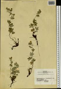 Potentilla inclinata Vill., Siberia, Altai & Sayany Mountains (S2) (Russia)