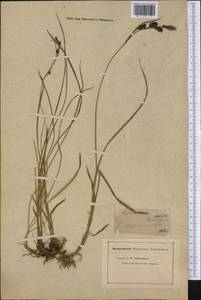 Carex macrochaeta C.A.Mey., America (AMER) (United States)