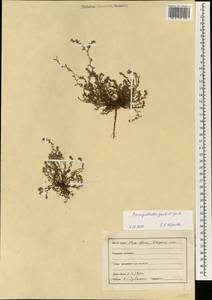 Polygonum corrigioloides Jaub. & Spach, South Asia, South Asia (Asia outside ex-Soviet states and Mongolia) (ASIA) (India)