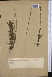 Lavandula angustifolia Mill., Western Europe (EUR) (Germany)