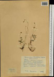Thalictrum alpinum L., Siberia, Yakutia (S5) (Russia)