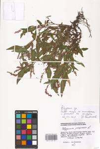 Polygonum, Eastern Europe, Moscow region (E4a) (Russia)