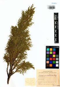 Juniperus pseudosabina Fisch. & C.A.Mey., Siberia, Baikal & Transbaikal region (S4) (Russia)