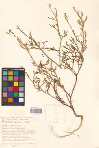 Cakile maritima Scop., Eastern Europe, South Ukrainian region (E12) (Ukraine)