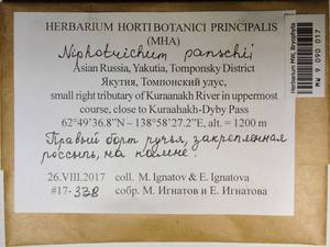 MW 9 090 017, Niphotrichum panschii (Müll. Hal.) Bedn.-Ochyra & Ochyra, Bryophytes, Bryophytes - Yakutia (B19) (Russia)