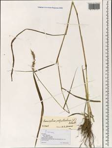 Pennisetum polystachion, South Asia, South Asia (Asia outside ex-Soviet states and Mongolia) (ASIA) (Vietnam)