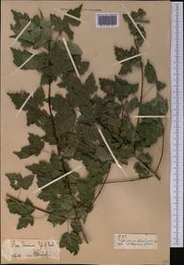 Acer tataricum subsp. semenovii (Regel & Herder) A. E. Murray, Middle Asia, Pamir & Pamiro-Alai (M2)