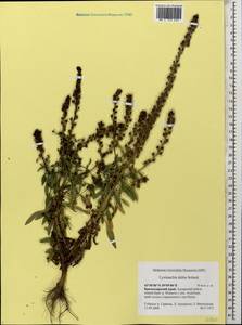 Lysimachia dubia Aiton, Caucasus, Black Sea Shore (from Novorossiysk to Adler) (K3) (Russia)