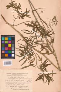 Cenolophium fischeri (Spreng.) W. D. J. Koch, Eastern Europe, Eastern region (E10) (Russia)