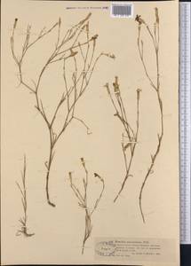 Dianthus ramosissimus Pall. ex Poir., Middle Asia, Muyunkumy, Balkhash & Betpak-Dala (M9) (Kazakhstan)
