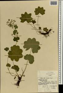 Alchemilla szaferi Pawl., Eastern Europe, West Ukrainian region (E13) (Ukraine)