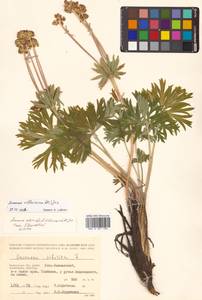 Anemonastrum narcissiflorum subsp. crinitum (Juz.) Raus, Siberia, Chukotka & Kamchatka (S7) (Russia)