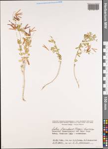 Lotus frondosus (Freyn) Kuprian., Middle Asia, Northern & Central Kazakhstan (M10) (Kazakhstan)