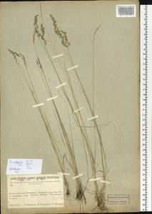 Poa attenuata Trin., Siberia, Baikal & Transbaikal region (S4) (Russia)