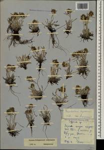 Omalotheca supina (L.) Cass., Caucasus, North Ossetia, Ingushetia & Chechnya (K1c) (Russia)