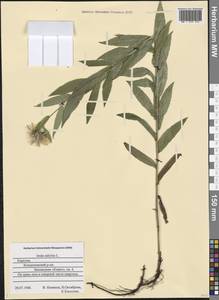 Pentanema salicinum (L.) D. Gut. Larr., Santos-Vicente, Anderb., E. Rico & M. M. Mart. Ort., Eastern Europe, Northern region (E1) (Russia)