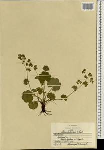 Alchemilla breviloba H. Lindb., Eastern Europe, Moscow region (E4a) (Russia)