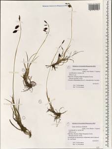 Carex atrofusca subsp. minor (Boott) T.Koyama, South Asia, South Asia (Asia outside ex-Soviet states and Mongolia) (ASIA) (China)